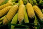 Stock photo of yellow corn.