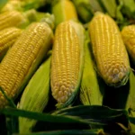 Stock photo of yellow corn.