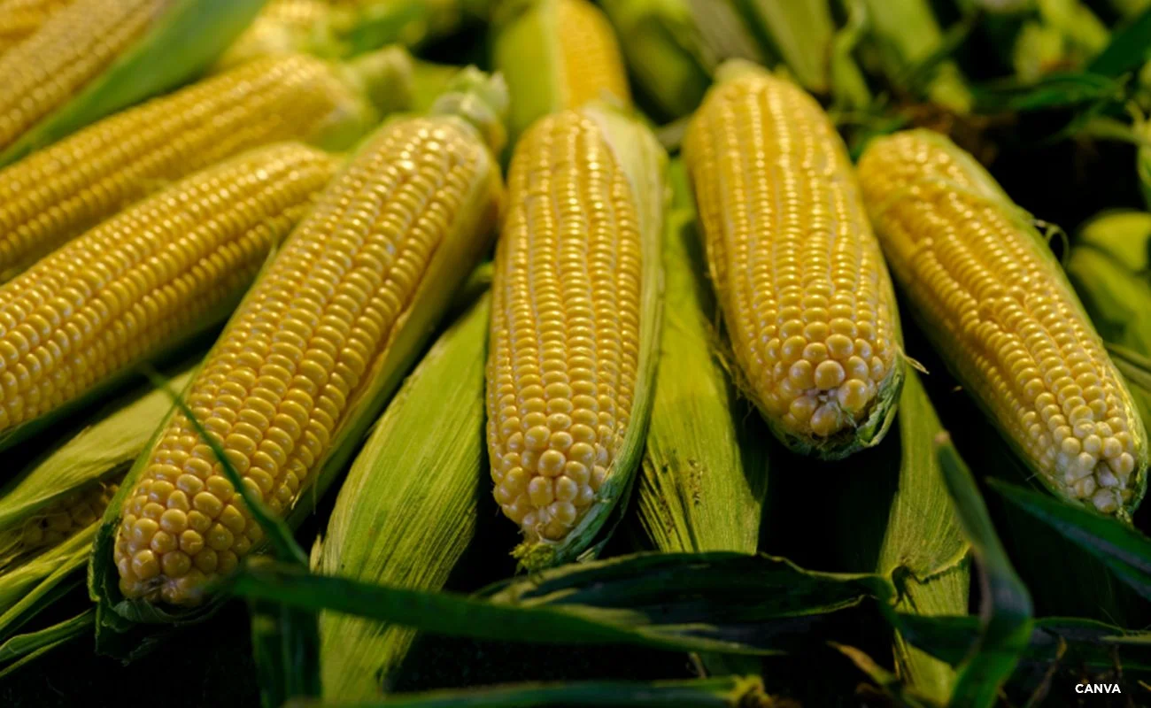 Stock photo of yellow corn.